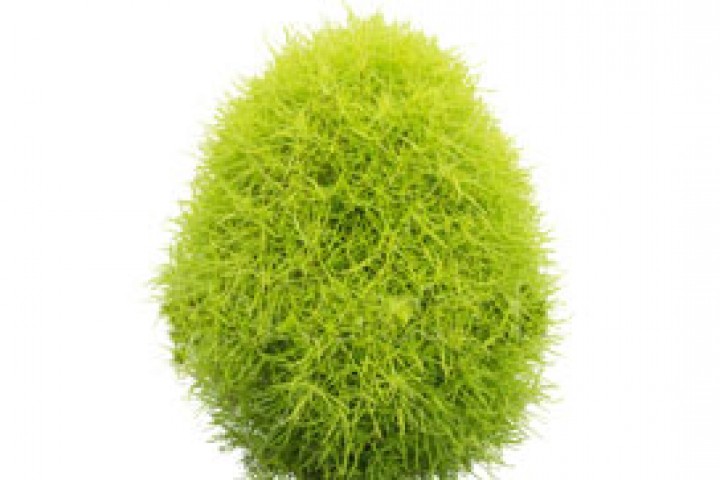 Fresh Green bunchy Kochia plant on white background